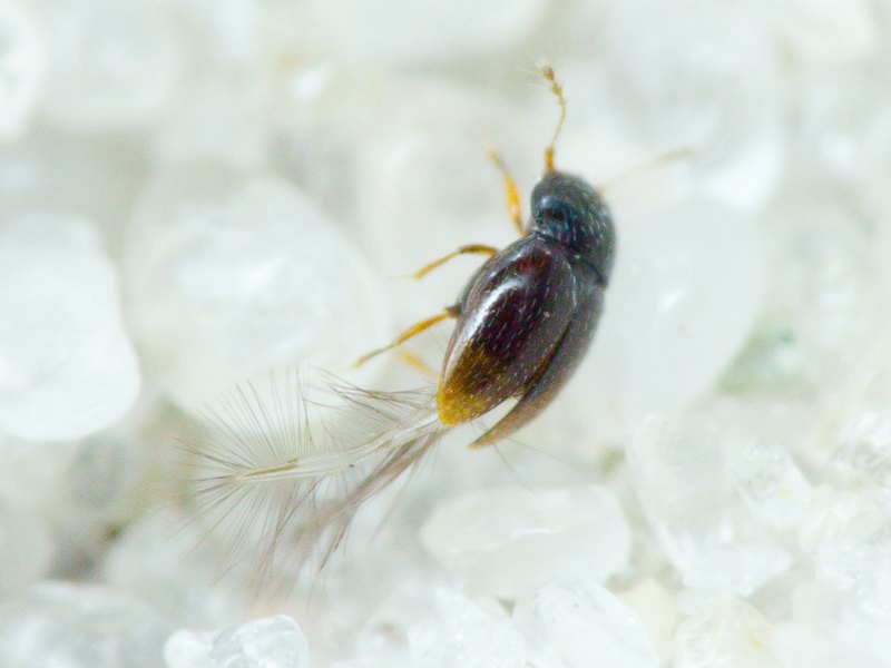 Ptiliidae Erichson, 1845